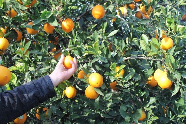 Foto - Yok böyle bir fiyat farkı! Bahçede 3 TL, markette 45 TL! Üreticilerden büyük tepki!