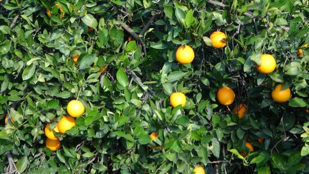 Foto - Yok böyle bir fiyat farkı! Bahçede 3 TL, markette 45 TL! Üreticilerden büyük tepki!