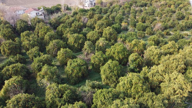 Yok böyle bir fiyat farkı! Bahçede 3 TL, markette 45 TL! Üreticilerden büyük tepki!