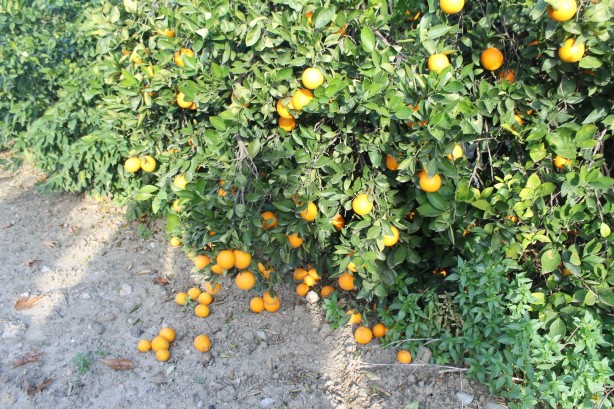 Foto - Yok böyle bir fiyat farkı! Bahçede 3 TL, markette 45 TL! Üreticilerden büyük tepki!