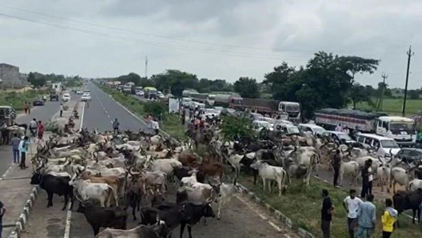 Foto - Yok böyle eylem! Binlerce sığır sokaklarda