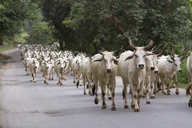 Foto - Yok böyle eylem! Binlerce sığır sokaklarda
