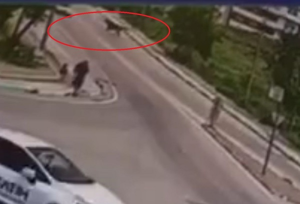 Yok böyle kaza! Seyir halindeki otomobile at çarptı