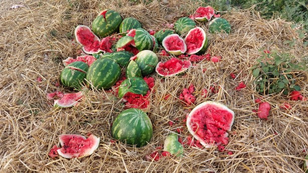 Foto - Yol kenarına atılmış onlarca karpuz bulundu