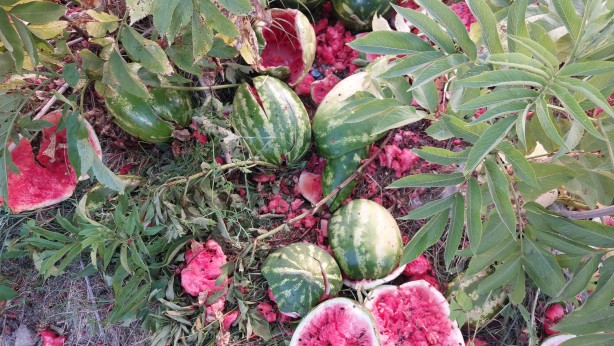 Foto - Yol kenarına atılmış onlarca karpuz bulundu