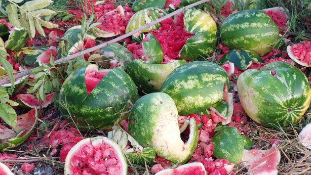 Foto - Yol kenarına atılmış onlarca karpuz bulundu