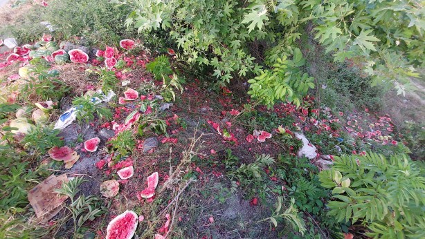 Foto - Yol kenarına atılmış onlarca karpuz bulundu