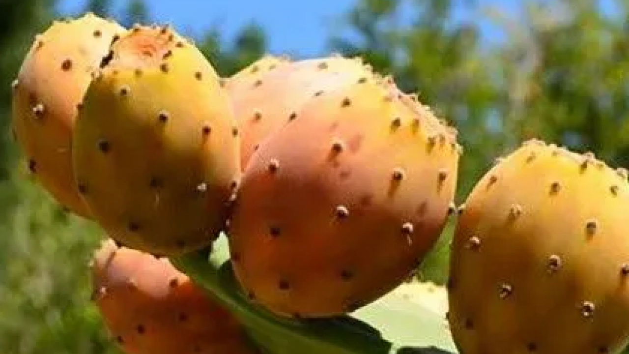 Foto - Yol kenarında kendiliğinden yetişiyordu! Enerji deposu: O ürün, artık o ilimizin markası olacak belli oldu! 