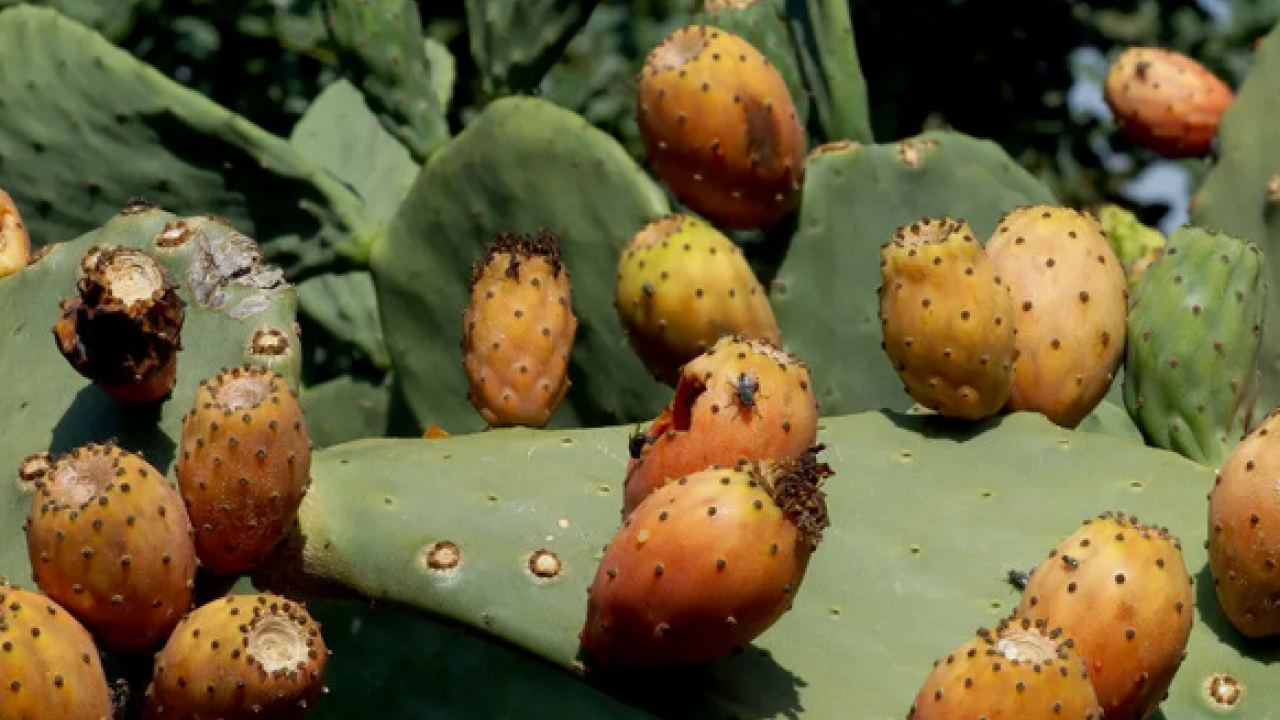 Foto - Yol kenarında kendiliğinden yetişiyordu! Enerji deposu: O ürün, artık o ilimizin markası olacak belli oldu! 