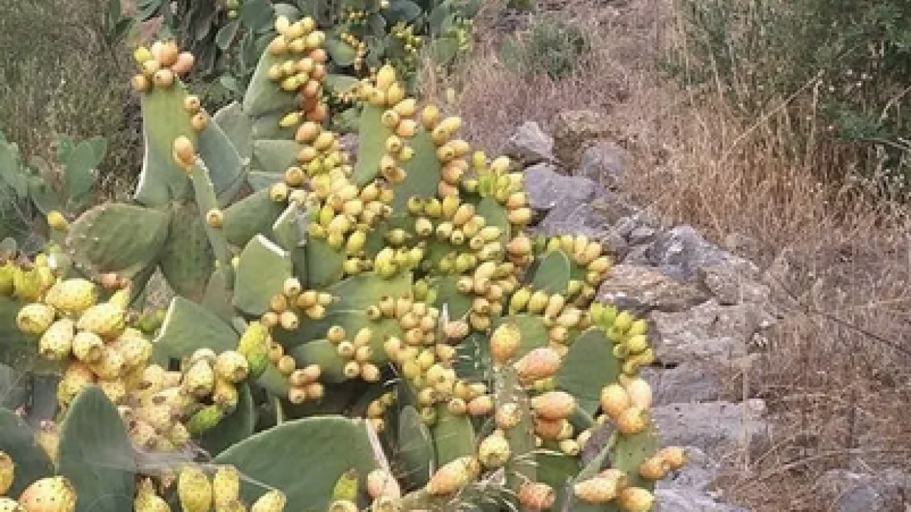 Foto - Yol kenarında kendiliğinden yetişiyordu! Enerji deposu: O ürün, artık o ilimizin markası olacak belli oldu! 