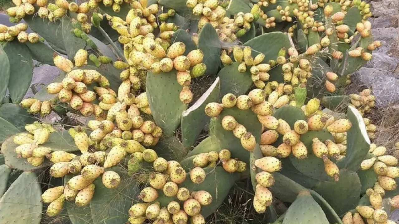 Foto - Yol kenarında kendiliğinden yetişiyordu! Enerji deposu: O ürün, artık o ilimizin markası olacak belli oldu! 