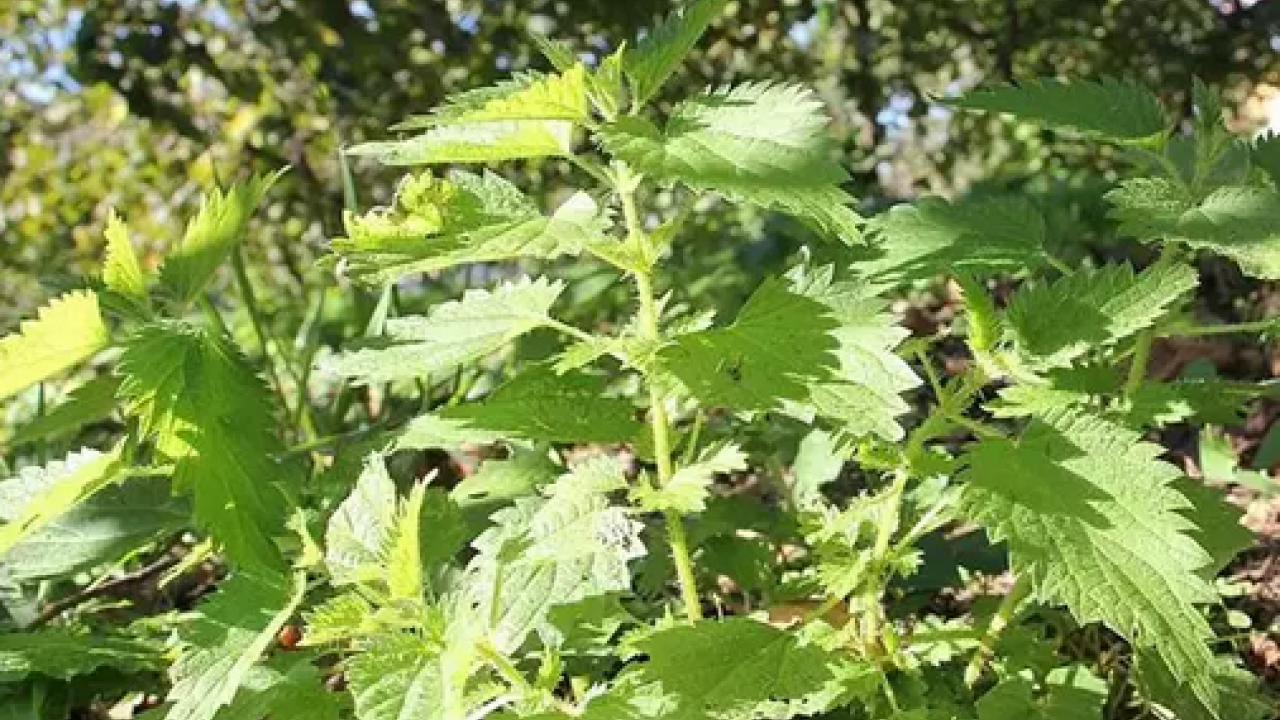 Foto - Yol kenarında yetişiyor! Doğadan gelen bedava böbrek taşı döken bitki: Yemeğini yapıp kaşık kaşık yiyin