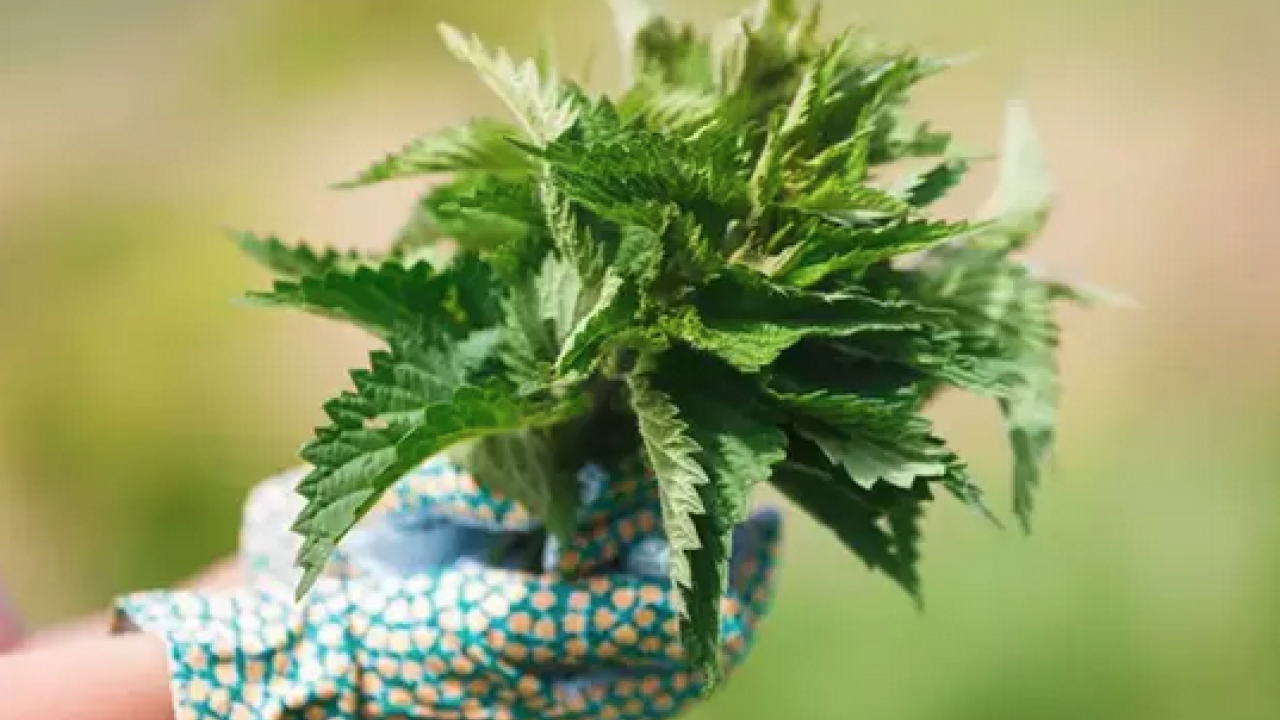 Foto - Yol kenarında yetişiyor! Doğadan gelen bedava böbrek taşı döken bitki: Yemeğini yapıp kaşık kaşık yiyin