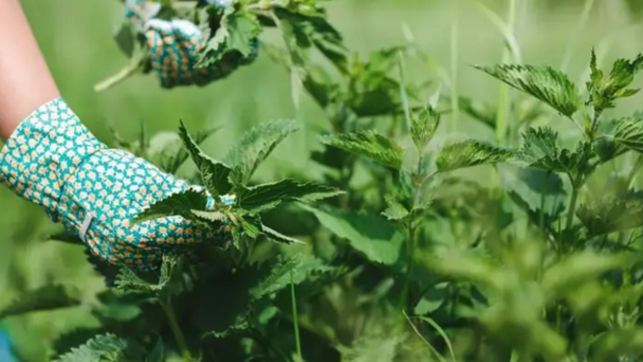 Foto - Yol kenarında yetişiyor! Doğadan gelen bedava böbrek taşı döken bitki: Yemeğini yapıp kaşık kaşık yiyin