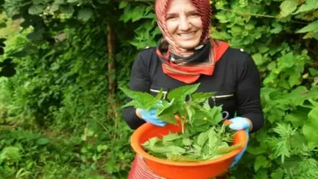 Foto - Yol kenarında yetişiyor! Doğadan gelen bedava böbrek taşı döken bitki: Yemeğini yapıp kaşık kaşık yiyin