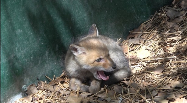 Foto - Yol yapım çalışması sırasında bulunan yavru tilki koruma altına alındı