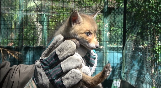 Foto - Yol yapım çalışması sırasında bulunan yavru tilki koruma altına alındı