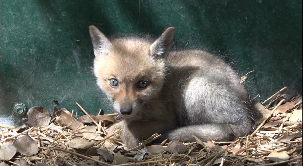 Foto - Yol yapım çalışması sırasında bulunan yavru tilki koruma altına alındı