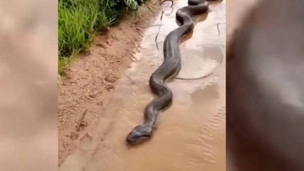 Foto - Yola çıkan anakonda öyle bir şey yaptı ki... Görenlerin nutku tutuldu! Gören koşup koşup geliyor
