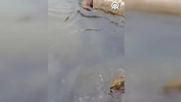 Foto - Yola çıkan anakonda öyle bir şey yaptı ki... Görenlerin nutku tutuldu! Gören koşup koşup geliyor
