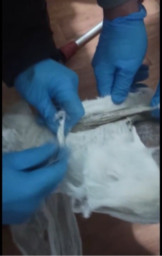 Foto - Yolcunun ayağına sarılı alçından bakın ne çıktı! Ait olduğu yere uğurlandı!