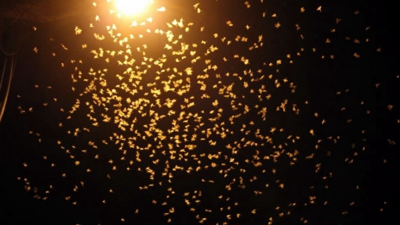 Foto - Yollar beyaza büründü: Birgün sineklerinin ölüm dansı