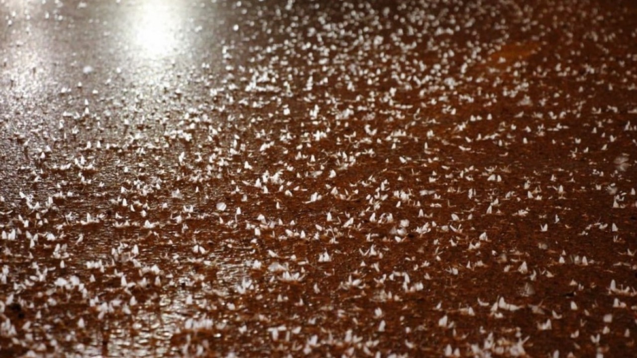 Foto - Yollar beyaza büründü: Birgün sineklerinin ölüm dansı