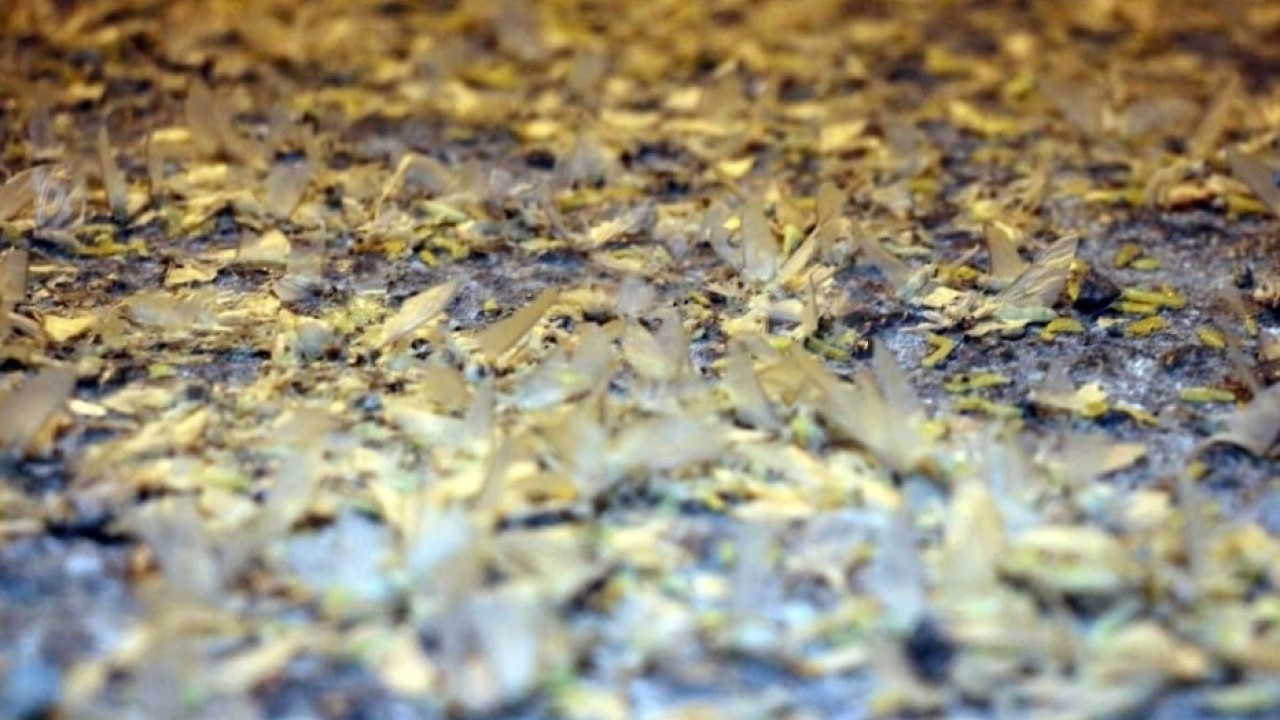 Foto - Yollar beyaza büründü: Birgün sineklerinin ölüm dansı