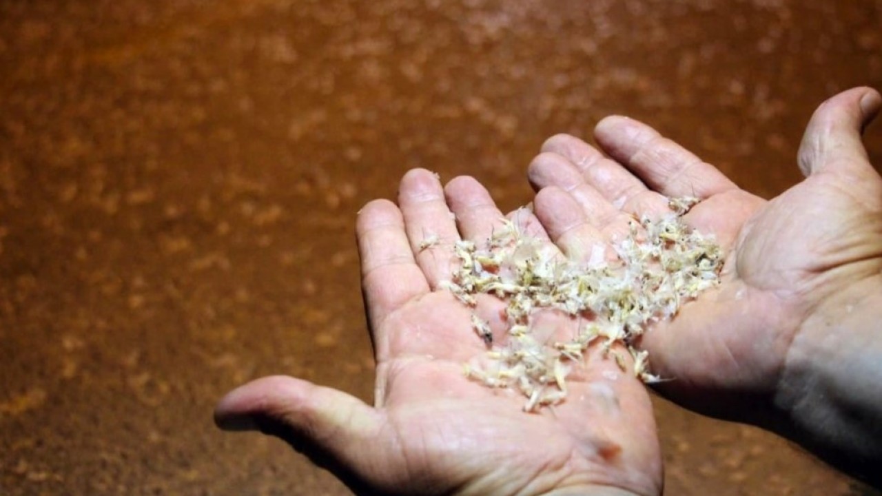 Foto - Yollar beyaza büründü: Birgün sineklerinin ölüm dansı
