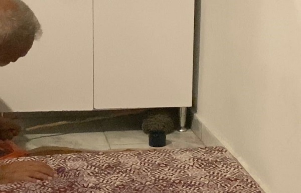 Foto - Yolunu kaybeden kirpi bakın nerede bulundu