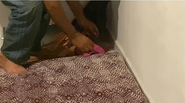 Foto - Yolunu kaybeden kirpi bakın nerede bulundu