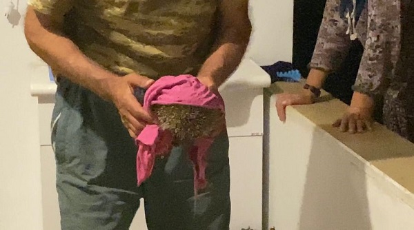 Foto - Yolunu kaybeden kirpi bakın nerede bulundu