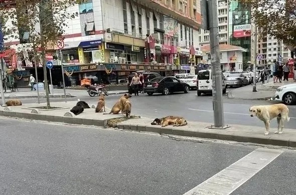 Foto - Yonca Evcimik’ten Başkan Erdoğan’a mektup! "Dünyaya örnek olabiliriz"
