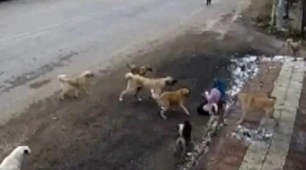 Foto - Yonca Evcimik’ten Başkan Erdoğan’a mektup! "Dünyaya örnek olabiliriz"