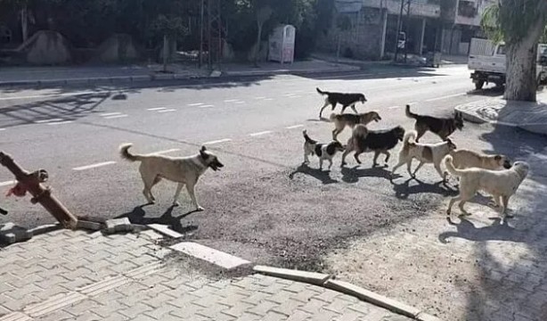 Foto - Yonca Evcimik’ten Başkan Erdoğan’a mektup! "Dünyaya örnek olabiliriz"