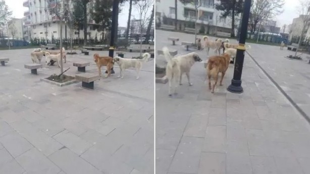 Foto - Yonca Evcimik’ten Başkan Erdoğan’a mektup! "Dünyaya örnek olabiliriz"