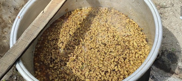 Foto - Yöre halkının tek geçim kaynağı! Kilosu 150 TL'den satılıyor