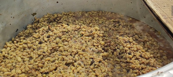 Foto - Yöre halkının tek geçim kaynağı! Kilosu 150 TL'den satılıyor