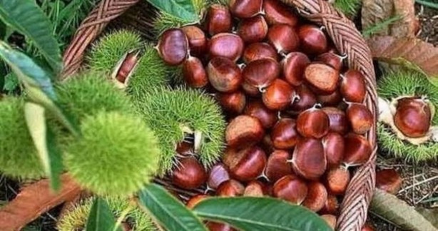 Foto - Yöresel değerlerimiz AB'de öne çıkıyor!