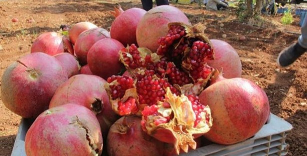 Foto - Yöresel değerlerimiz AB'de öne çıkıyor!