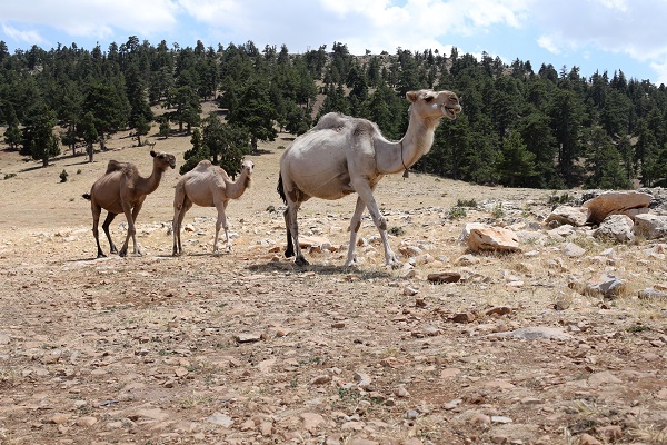 Foto - Yörükler gelişen teknolojiye karşı kültürlerini yaşatmaya devam ediyor