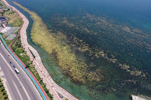 Foto - Yosunlar her yeri istila etti: Görüntüler havadan kaydedildi