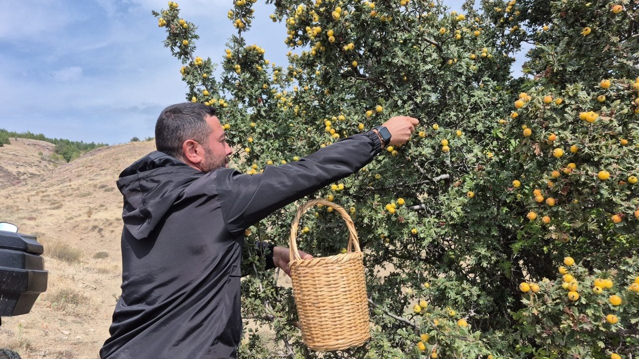 Foto - Şifa deposu köylülerin yüzünü güldürecek: Tezgahlarda yerini aldı