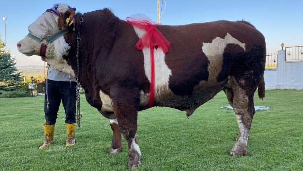 Foto - Yozgat’ın 'Şampiyon'u satışta! Fiyatı dudak uçuklattı