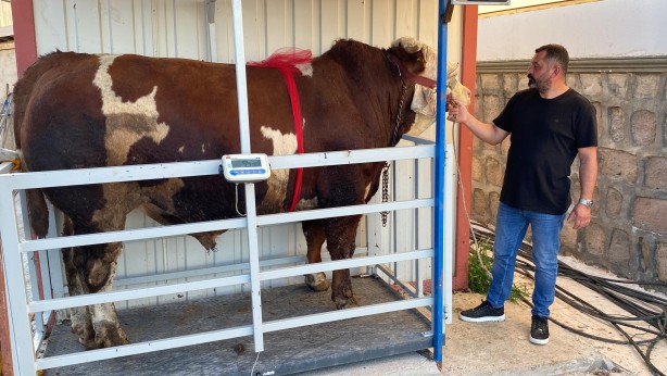 Foto - Yozgat’ın 'Şampiyon'u satışta! Fiyatı dudak uçuklattı