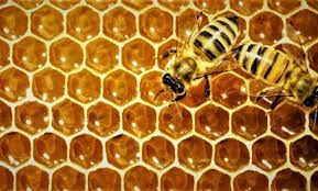 Foto - Yozgat'ta çekilen görüntü, esprili paylaşımı görenleri şaşkına çevirdi: Minik dostunu elleriyle, bal peteğiyle besliyor!