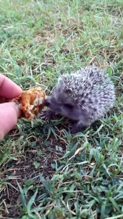 Foto - Yozgat'ta çekilen görüntü, esprili paylaşımı görenleri şaşkına çevirdi: Minik dostunu elleriyle, bal peteğiyle besliyor!