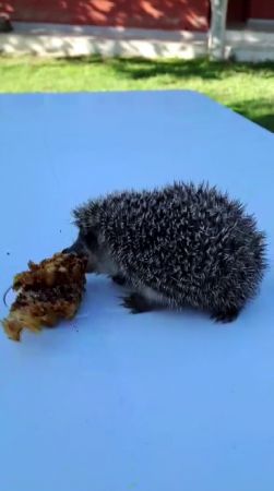 Foto - Yozgat'ta çekilen görüntü, esprili paylaşımı görenleri şaşkına çevirdi: Minik dostunu elleriyle, bal peteğiyle besliyor!