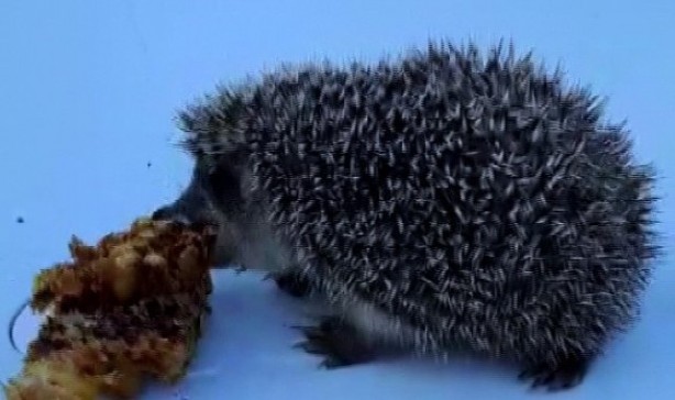 Foto - Yozgat'ta çekilen görüntü, esprili paylaşımı görenleri şaşkına çevirdi: Minik dostunu elleriyle, bal peteğiyle besliyor!