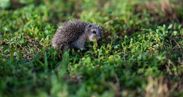 Foto - Yozgat'ta çekilen görüntü, esprili paylaşımı görenleri şaşkına çevirdi: Minik dostunu elleriyle, bal peteğiyle besliyor!